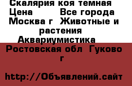 Скалярия коя темная › Цена ­ 50 - Все города, Москва г. Животные и растения » Аквариумистика   . Ростовская обл.,Гуково г.